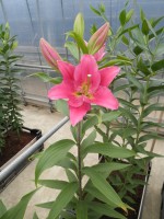 [1873 Fazira DJ No02.JPG]